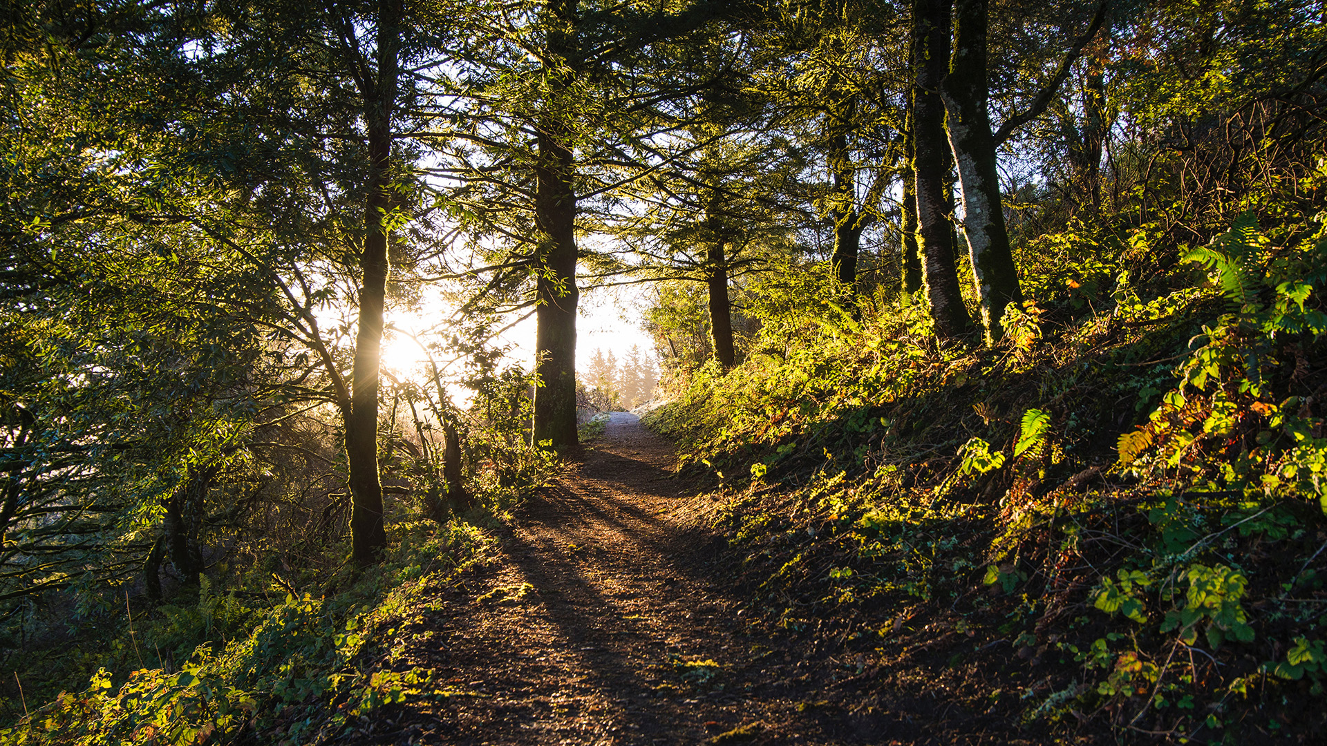 benefits-of-biomass-wood-pellets-fitzpatrick-fuels-blog